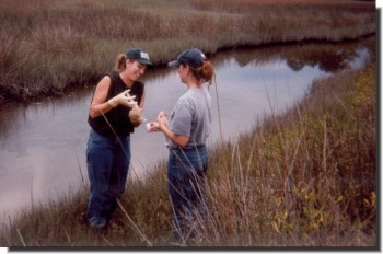EAS 4420 students sampling water from a tidal creek (Dr. Carolyn Ruppel)