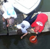 Students collecting organisms