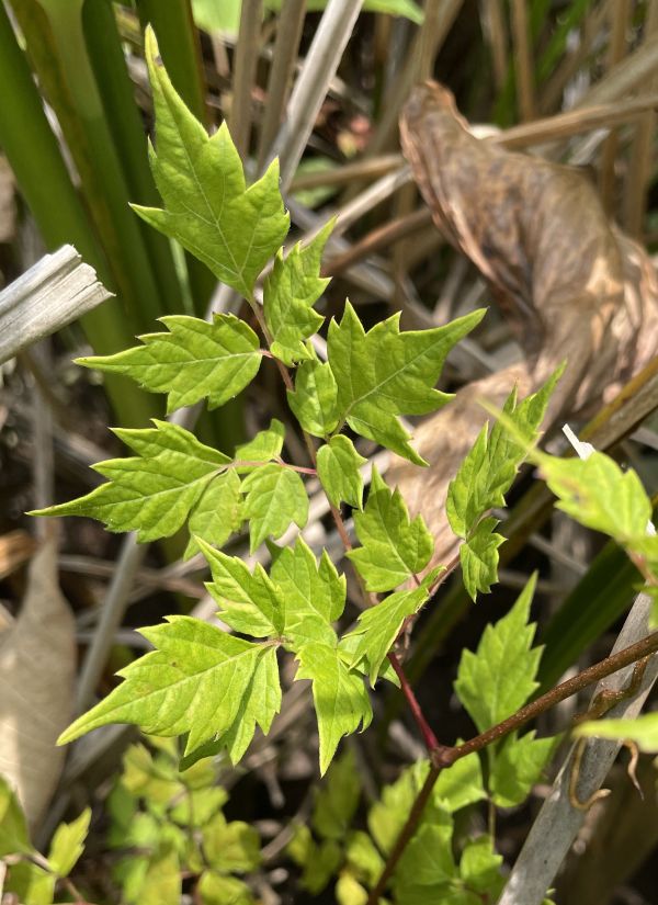 Ampelopsis arborea Ampelopsis arborea