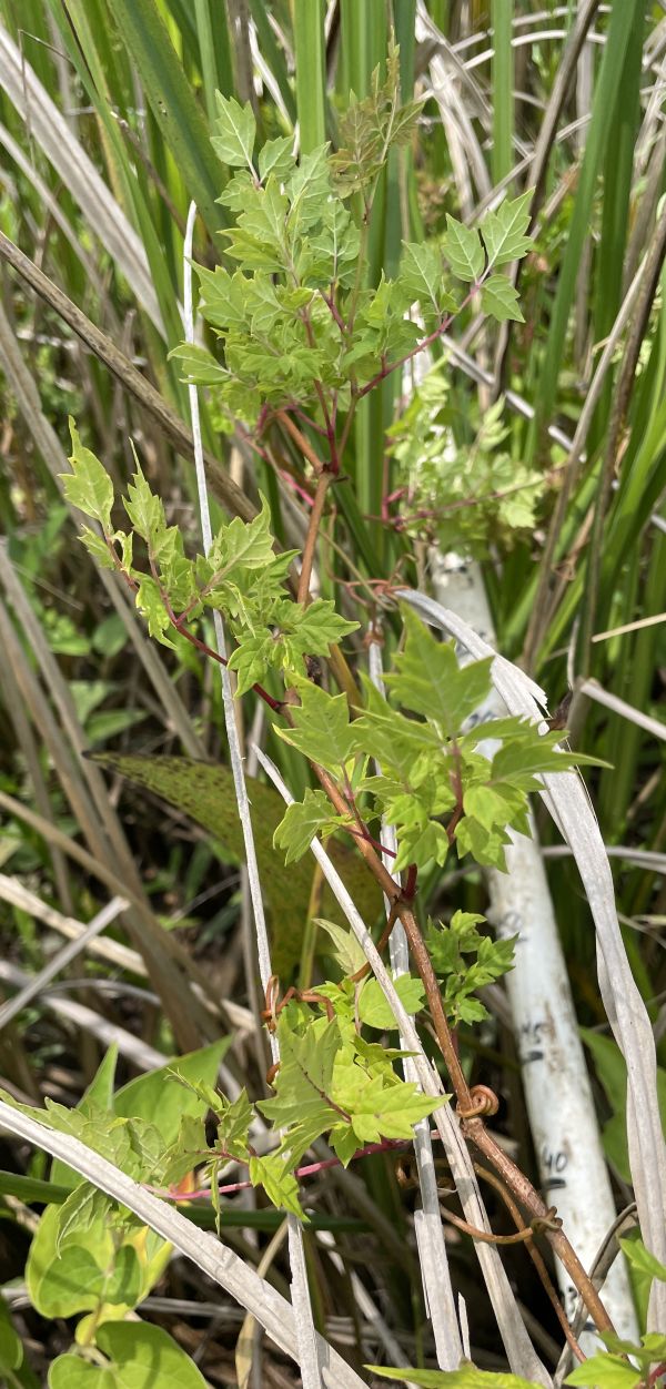 Ampelopsis arborea Ampelopsis arborea